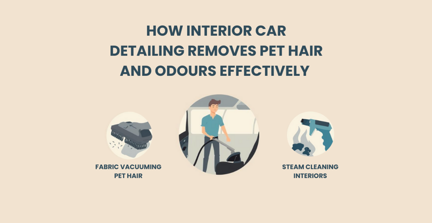 how interior car detailing removes pet hair and odours effectively